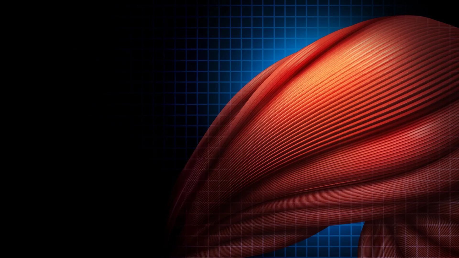 Immune cells use a surprising trick to heal muscle faster