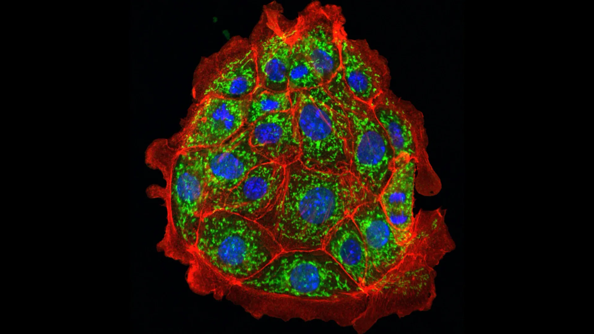 Cercetătorii au inversat leziunile renale la șoareci, speră să reușească și la oameni